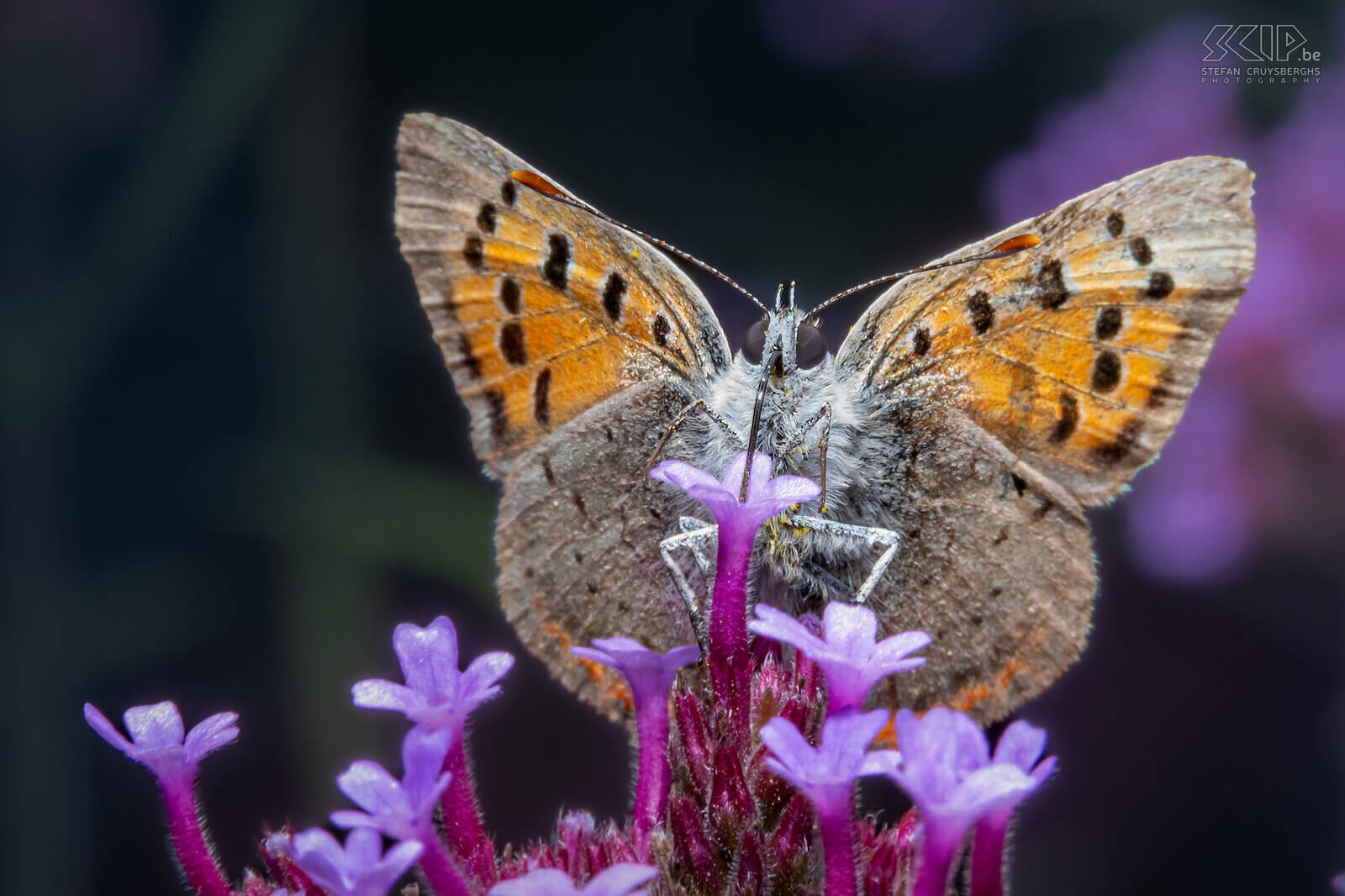 Insects - Small Copper The Small Copper on Verbena/Vervain in our garden Stefan Cruysberghs